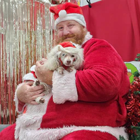 Santa Paws, Poodle, Christmas puppy, Santa claws, ginger Santa